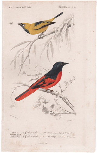 Golden Monarch, Vermillon flycatcher